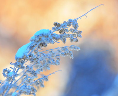 Frosty Twig