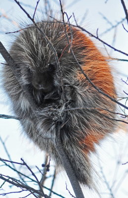 Porcupine