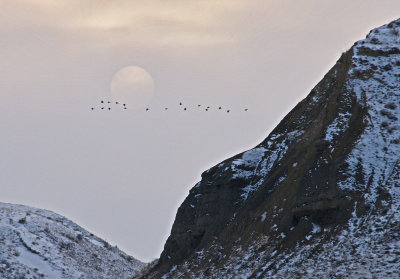 Moon and Birds