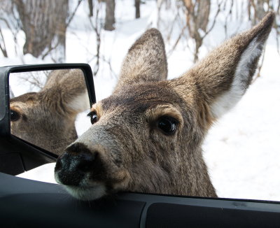 Curious Guest