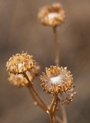 Last Year's Buds