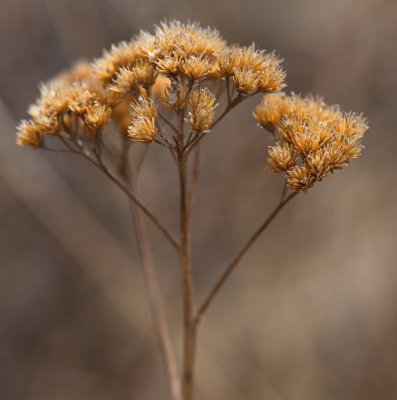 Autumn's Stems