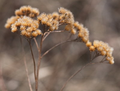 Autumn's Stems 2