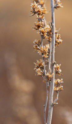 Autumn Twig