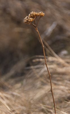 Autumn Stems 3