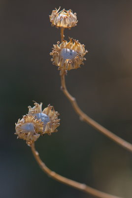 Last Year's Buds 2