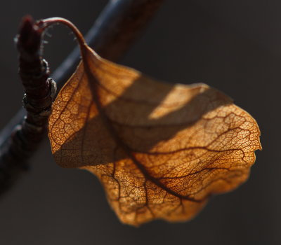 Autumn Leaf With Light