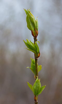 New Spring Buds