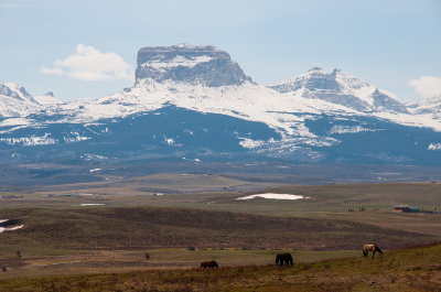 Grazing Near The Mountain