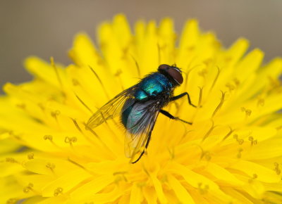 It's Just A Fly