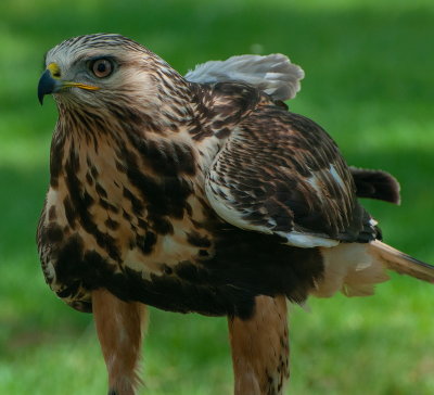 Hawk 1