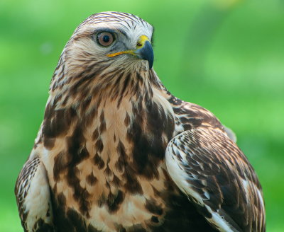 Hawk 2