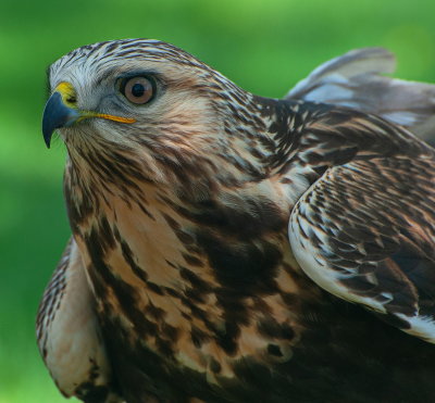 Hawk 3