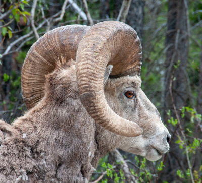 Good Horns