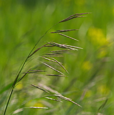 Spring Grasses