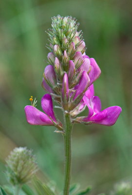 Energing Flower 2