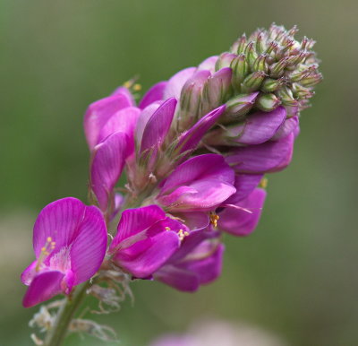 Emerging Flower 3