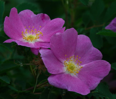 Wild Roses