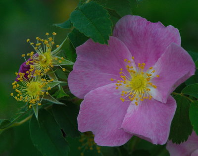 Wild Rose