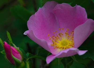 Wild Rose 2