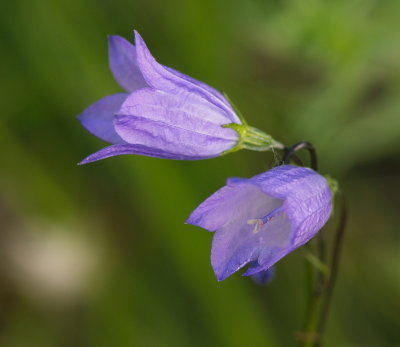 Blue Bells