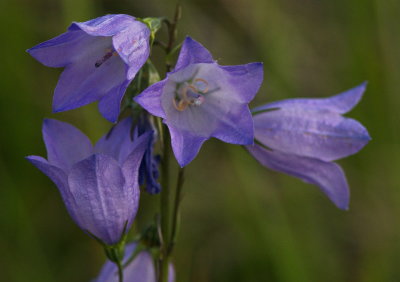 Blue Bells 2