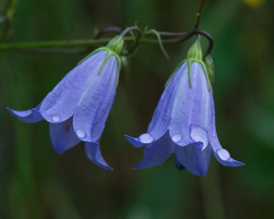 Drops