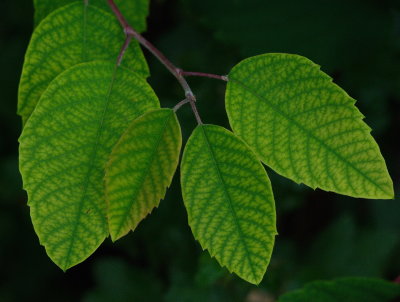 Spring Leaves