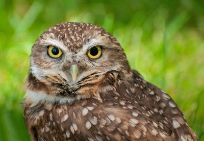 Burrowing Owl