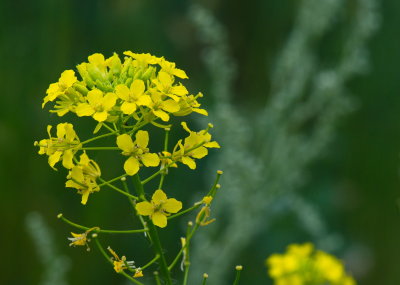 Yellow Group