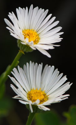 Daisies