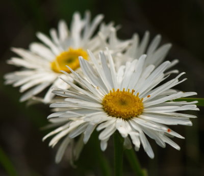 Daisies 2
