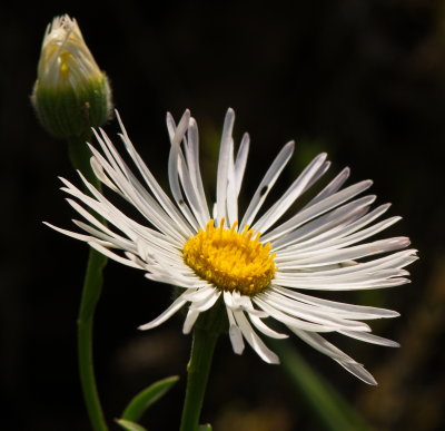 Daisies 3