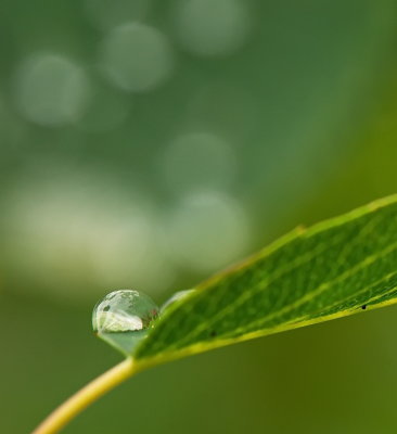 Rain Drop
