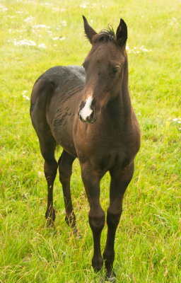 Curious Colt