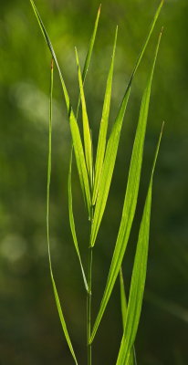 Patterned Leaves