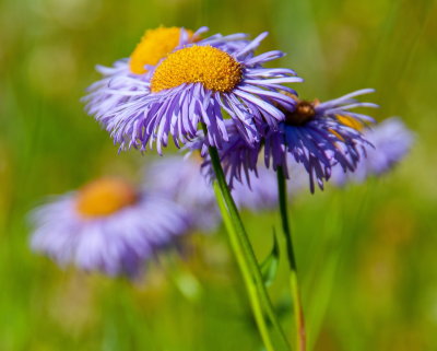 Purple Group