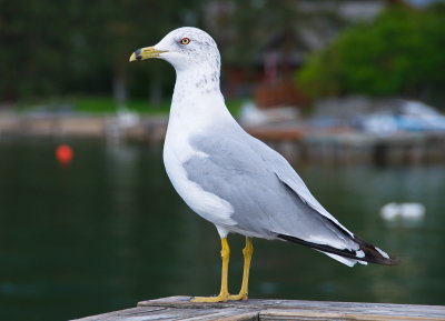 Sea Gull