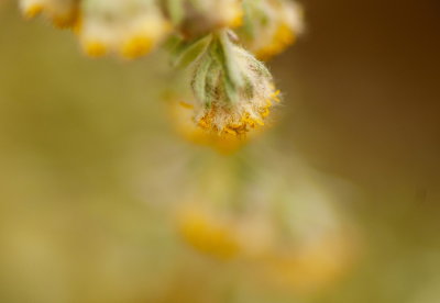 Macro Of One