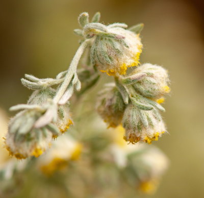Macro Of Group