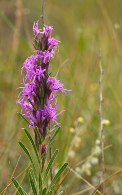Vertical Purple