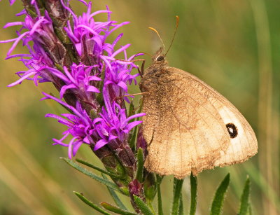 Vertical With Butterfly