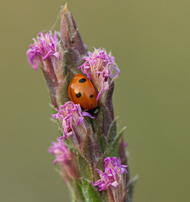 Vertical With Lady Bug