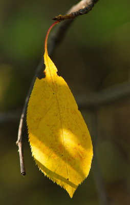 Yellow Leaf Opening To The Light