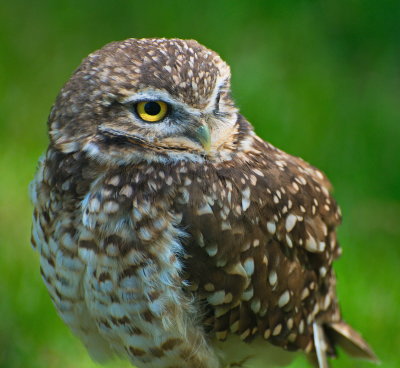 Burrowing Owl 2