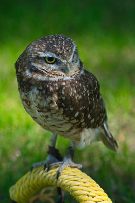 Burrowing Owl 3