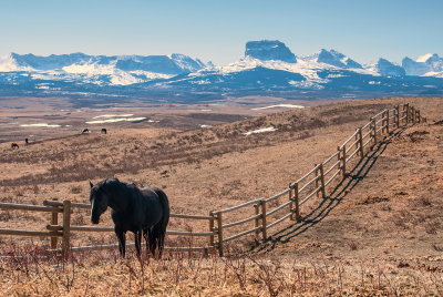 Moving Along The Fence