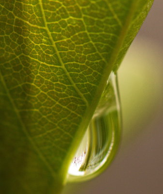 Droplet