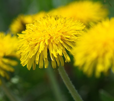 Dandelion