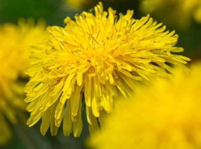 Dandelion 2